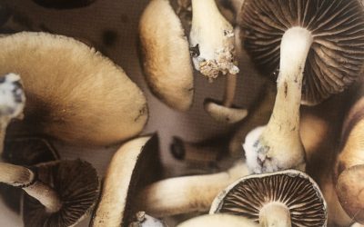 psilocybin_mushrooms
